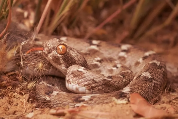 ஆபத்தான பாம்புகள்